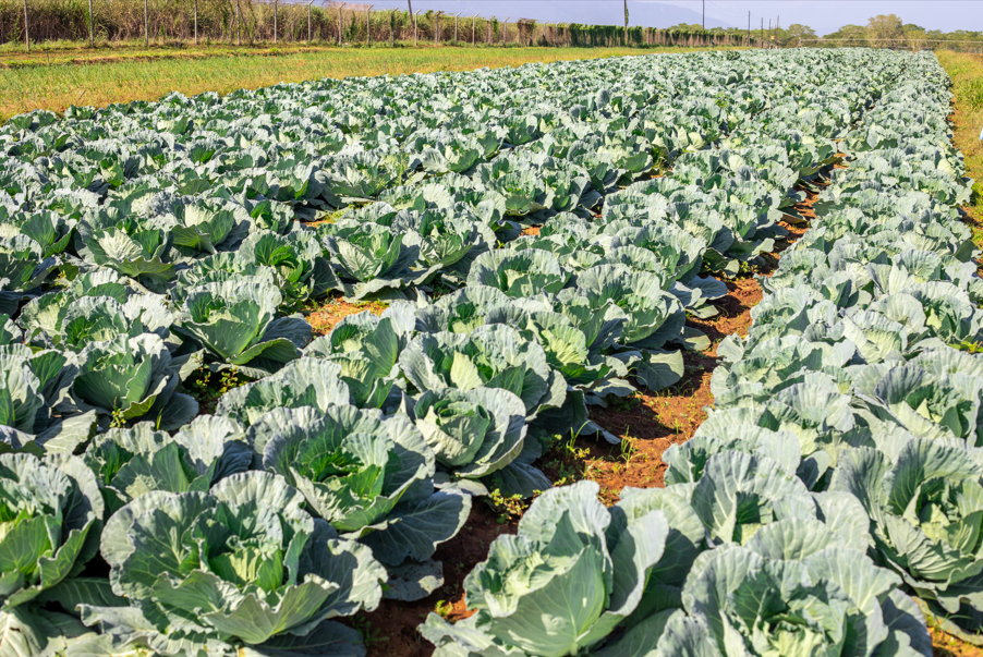 Farming Section